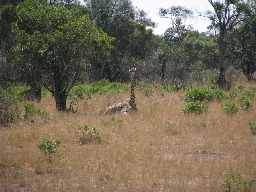 KENYA SAFARI----0236