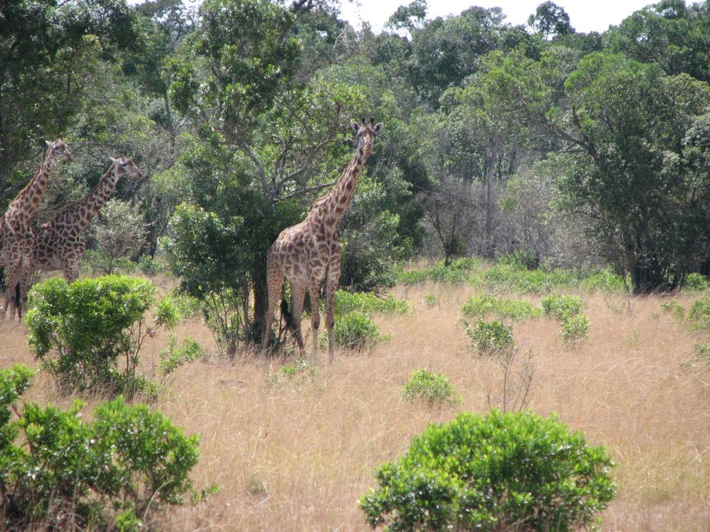 KENYA SAFARI----0237