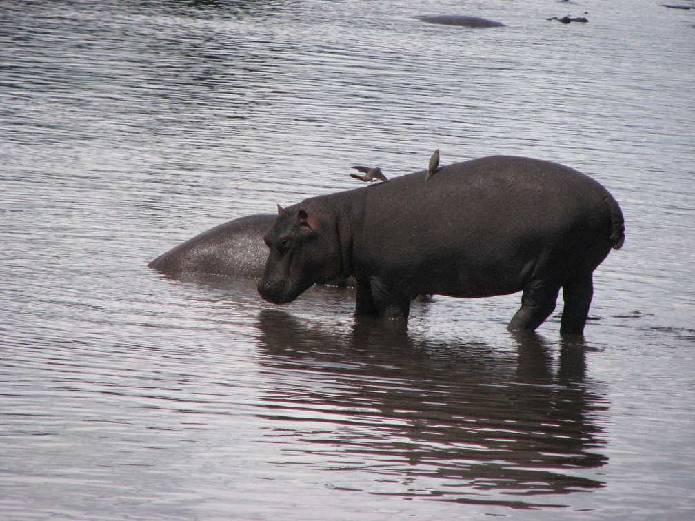 KENYA SAFARI----0269