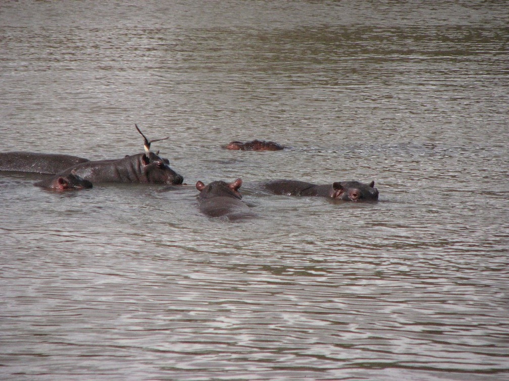 KENYA SAFARI----0275