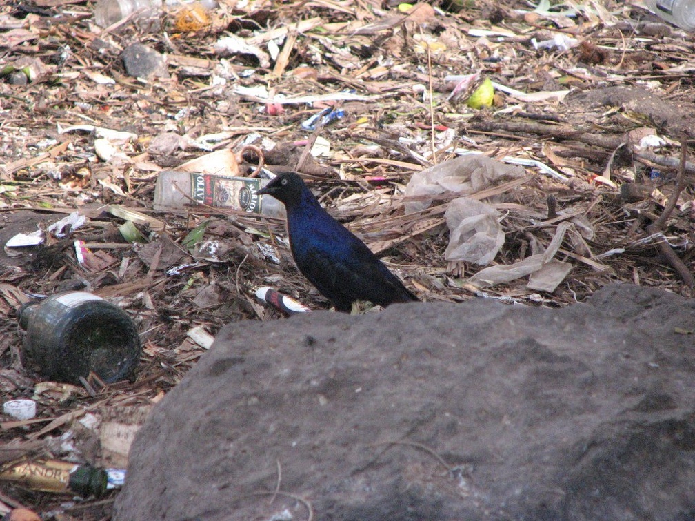 KENYA SAFARI----0277