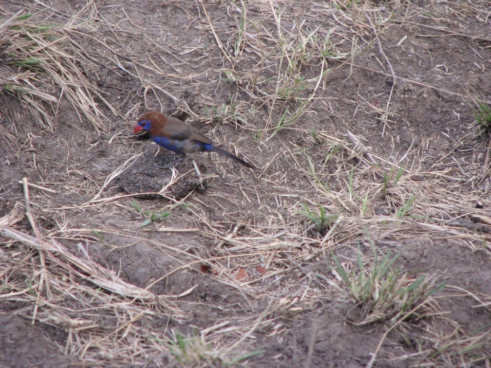 KENYA SAFARI----0280