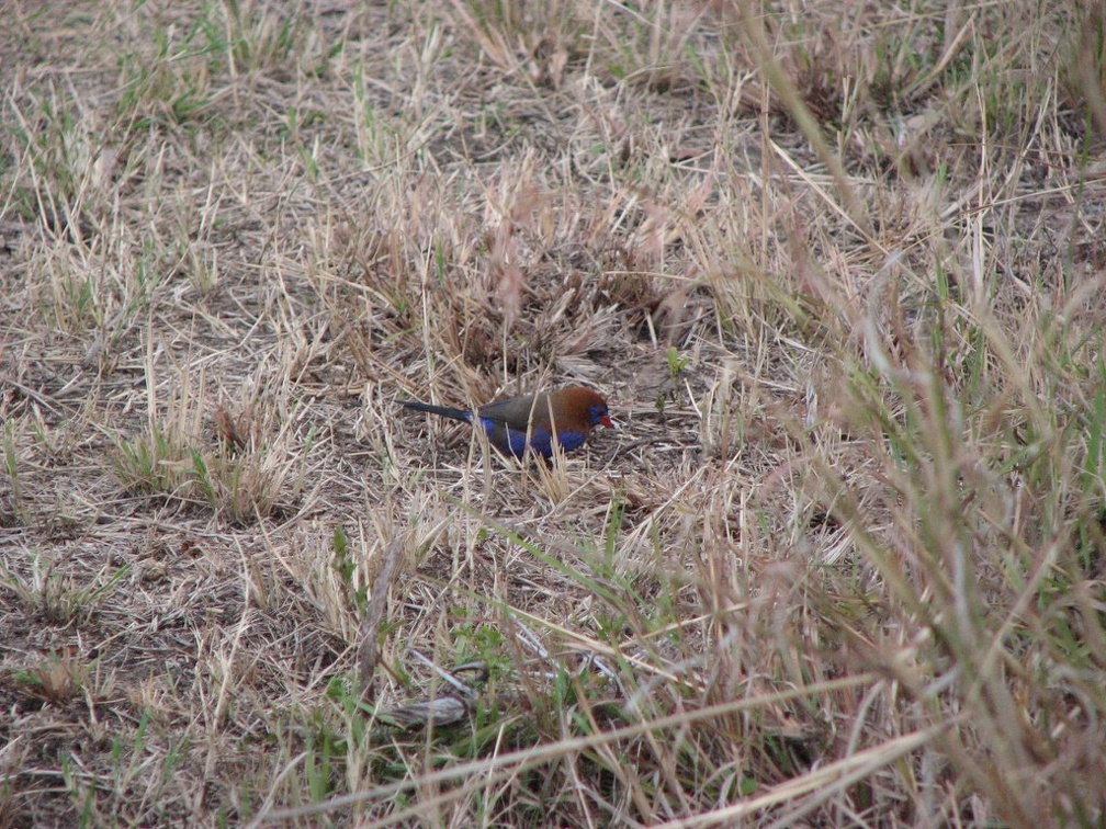 KENYA SAFARI----0281