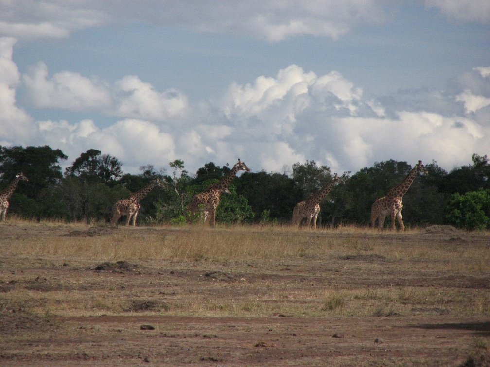 KENYA SAFARI----0282