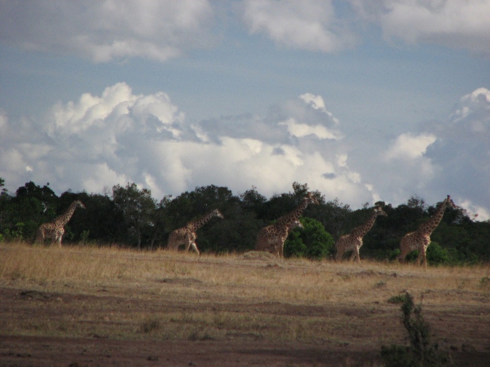 KENYA SAFARI----0283