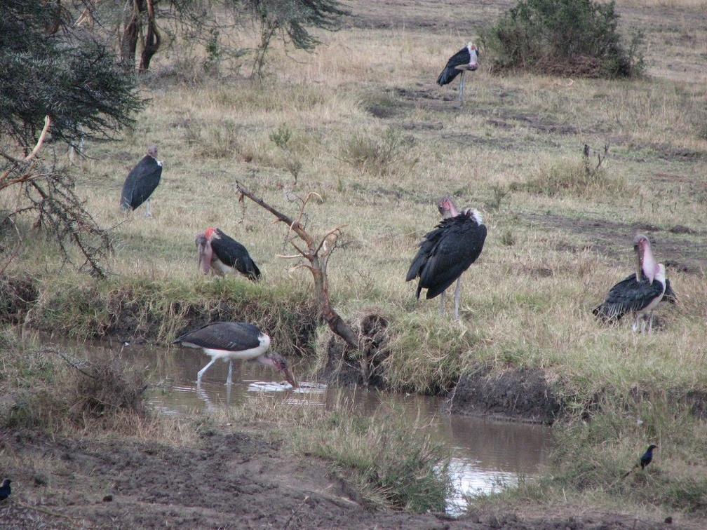 KENYA SAFARI----0284