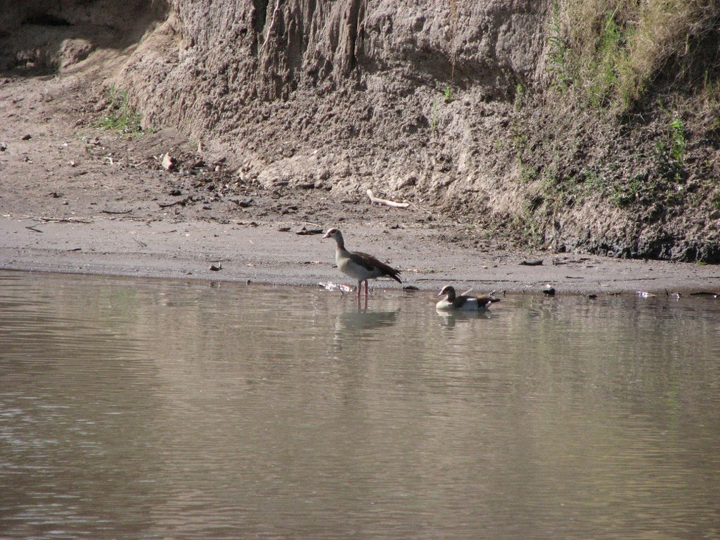 KENYA SAFARI----0287