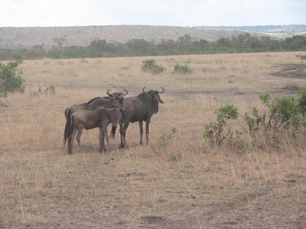 KENYA SAFARI----0291