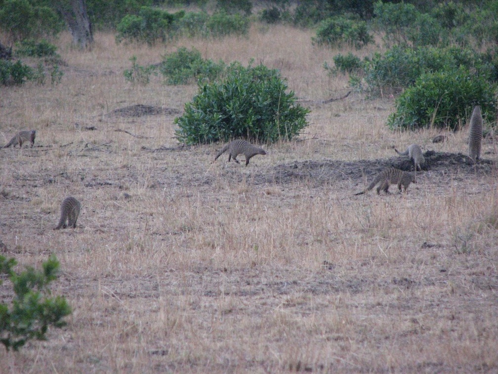 KENYA SAFARI----0292