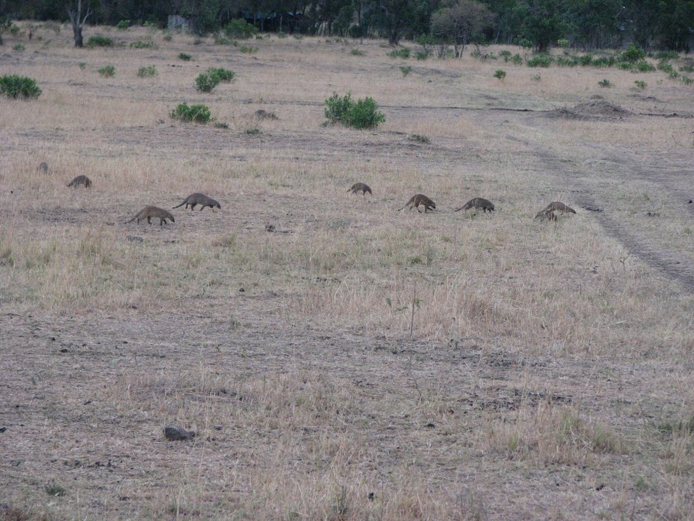 KENYA SAFARI----0293