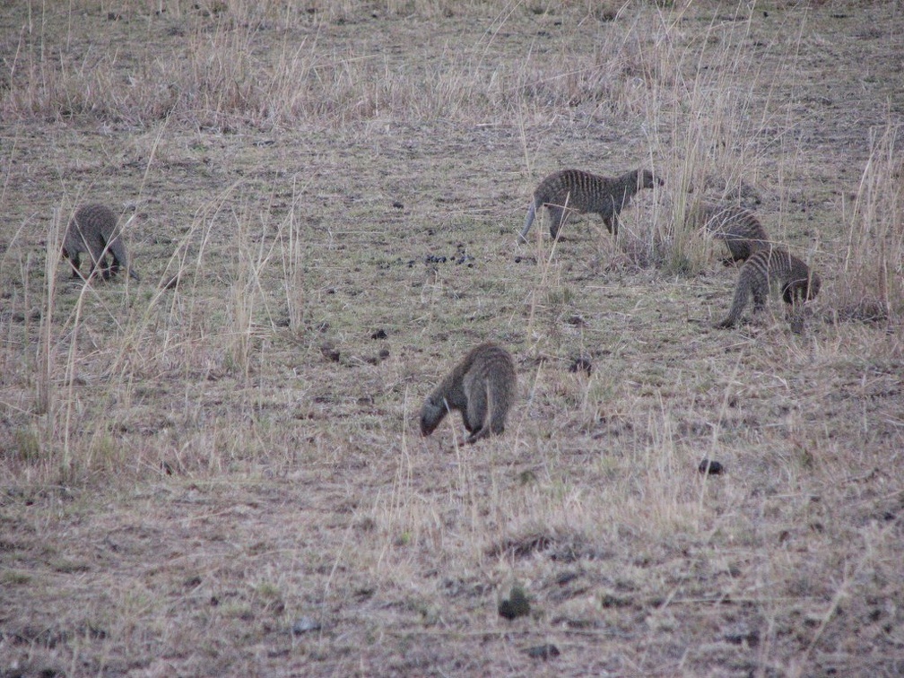 KENYA SAFARI----0294