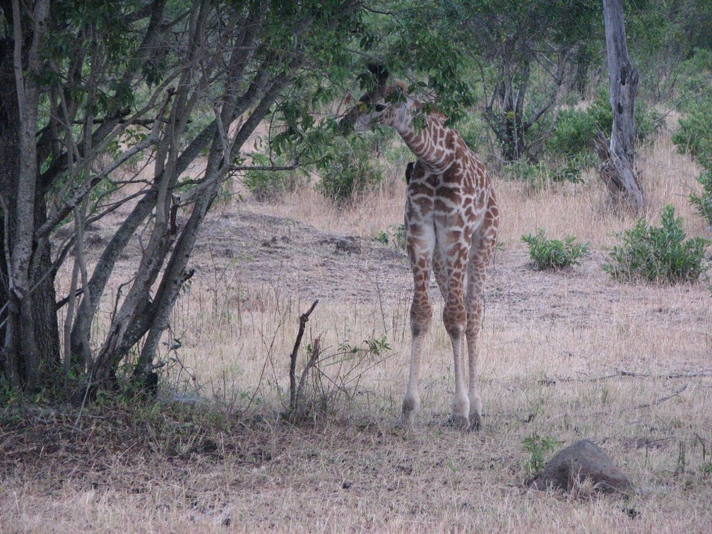 KENYA SAFARI----0296