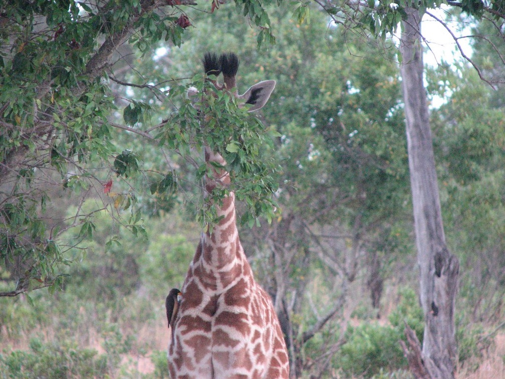 KENYA SAFARI----0297