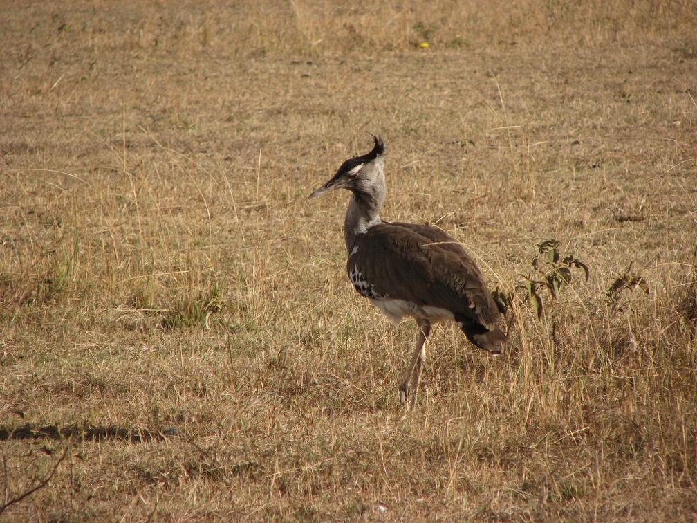 KENYA SAFARI----0303