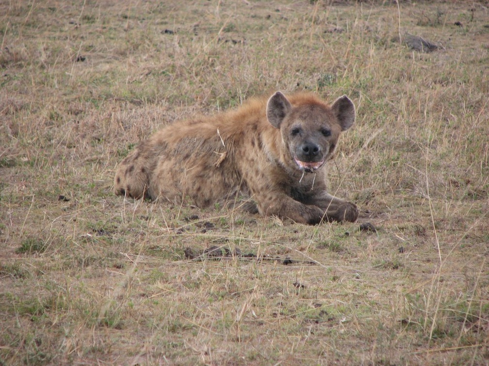 KENYA SAFARI----0306