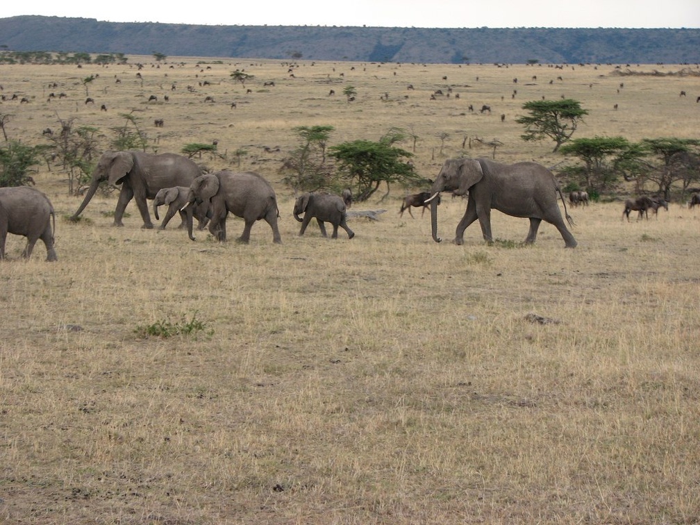 KENYA SAFARI----0307