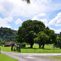 Martinique  2013-77